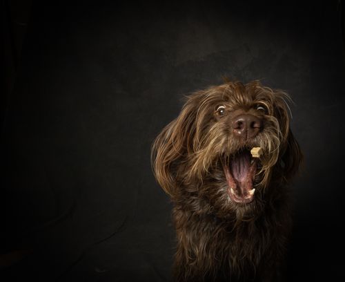Free A shaggy brown terrier catching a treat in a darkly lit studio setting. Stock Photo