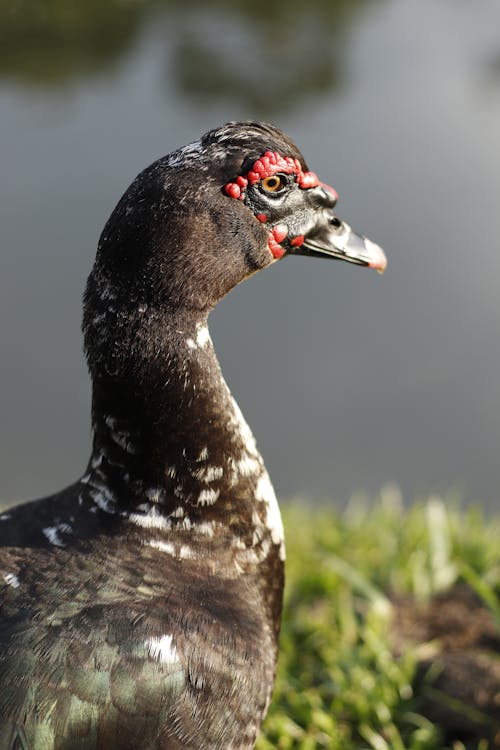 A Close-Up Shot of a Muscovy Duck