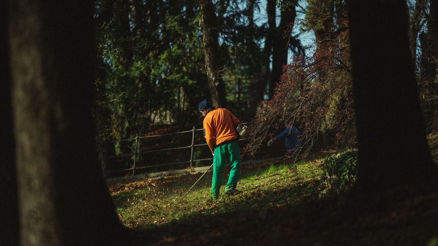 What Fall Lawn Raking Actually Accomplishes (And When to Stop)