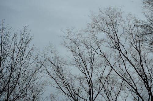 Бесплатное стоковое фото с ветви, деревья, мрачный