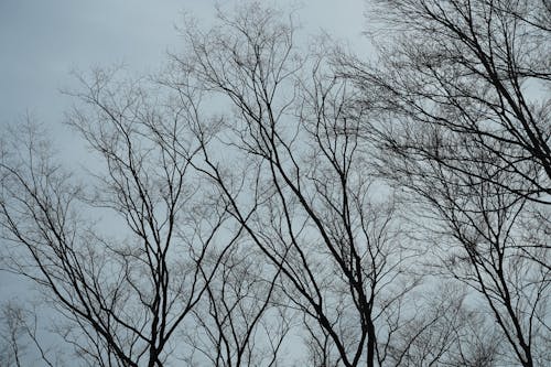 Barren Trees on Gloomy Day