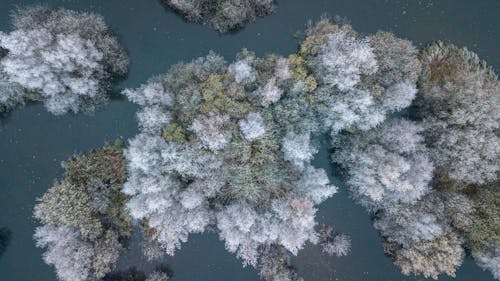 Drone Photography of Snow Covered Trees surrounded with Body of Water 