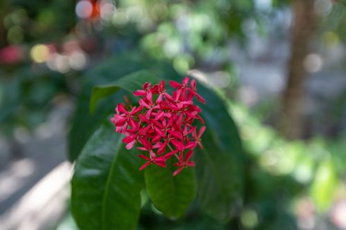 Free Vibrant red Ixora flowers captured with blurred background in a lush garden setting. Stock Photo