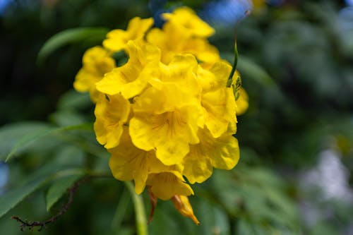 Бесплатное стоковое фото с желтые цветы, крупный план, текома