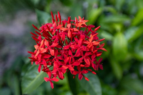 Gratis lagerfoto af blomsterfotografering, blomsterknopper, blomstrende