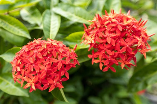 Fotobanka s bezplatnými fotkami na tému červené kvety, čínska ixora, flóra