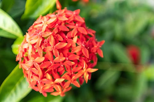 Red Ixora Flowers Blooming in Cluster