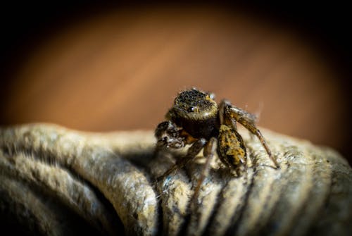 Free Jumping Spider Stock Photo