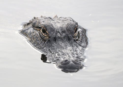 Free Alligator Head Stock Photo