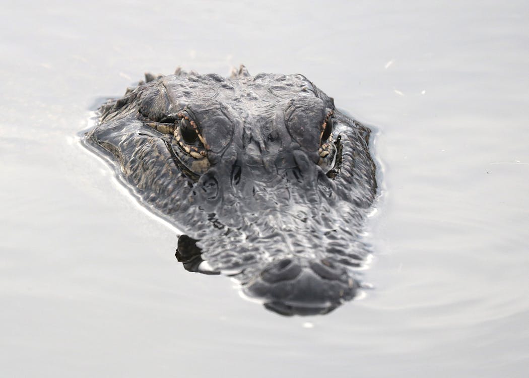 Gratis stockfoto met alligator, beest, concentratie