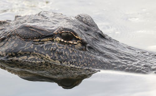 Kostnadsfri bild av alligator, djur, fara