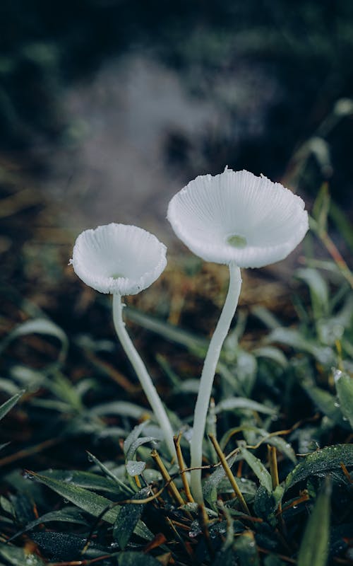 Gratis stockfoto met champignons, delicaat, detailopname