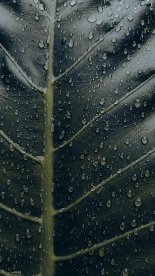 Fleshy Leaf in Rain Droplets