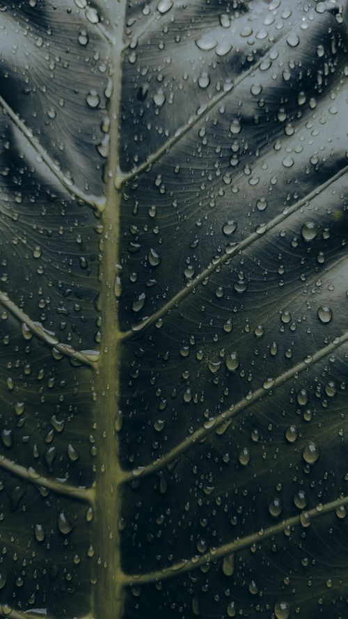 Free Detailed close-up of a green leaf with raindrops, showcasing natural textures. Stock Photo