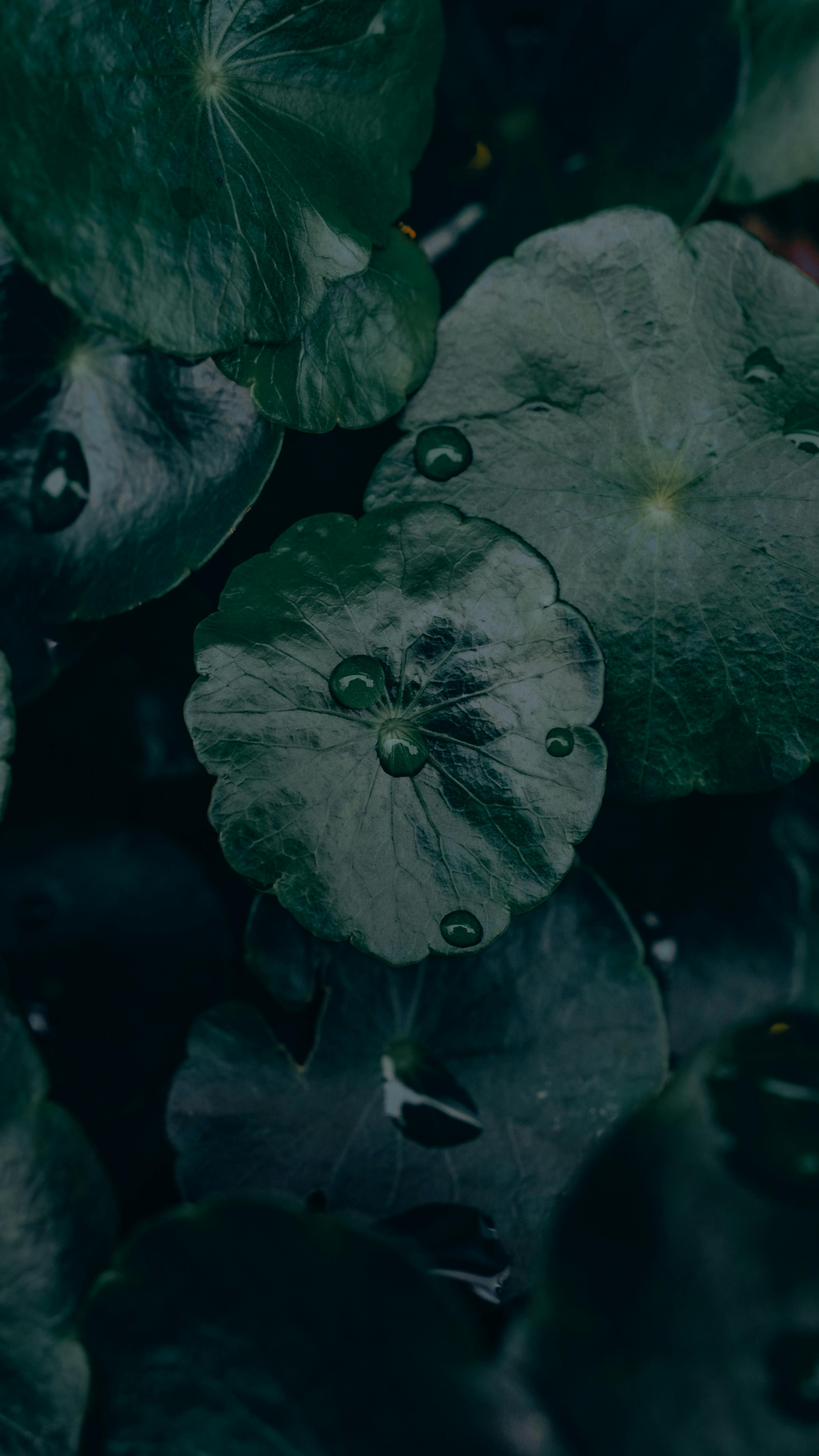 Detailed close-up of Hydrocotyle Verticillata leaves with water droplets, displaying lush greenery and natural textures.