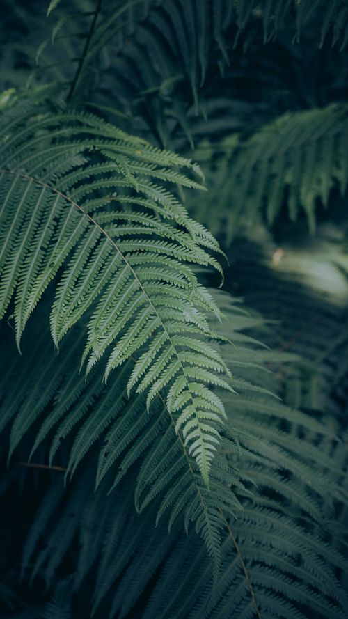 Free A close-up of lush green fern leaves with a soft, natural texture in a shaded forest setting. Stock Photo