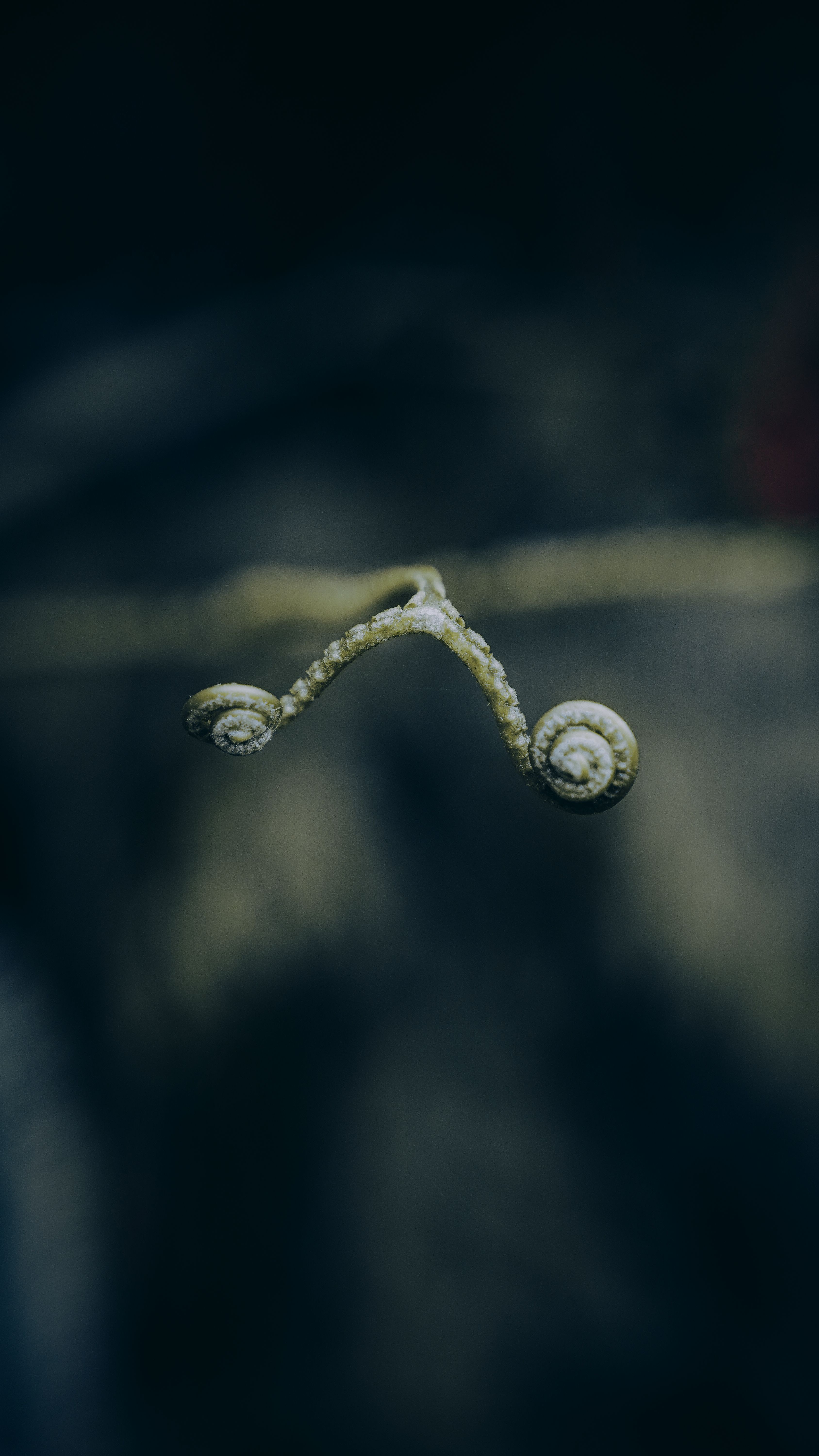 Detailed close-up image of budding fern fronds against a dark background.