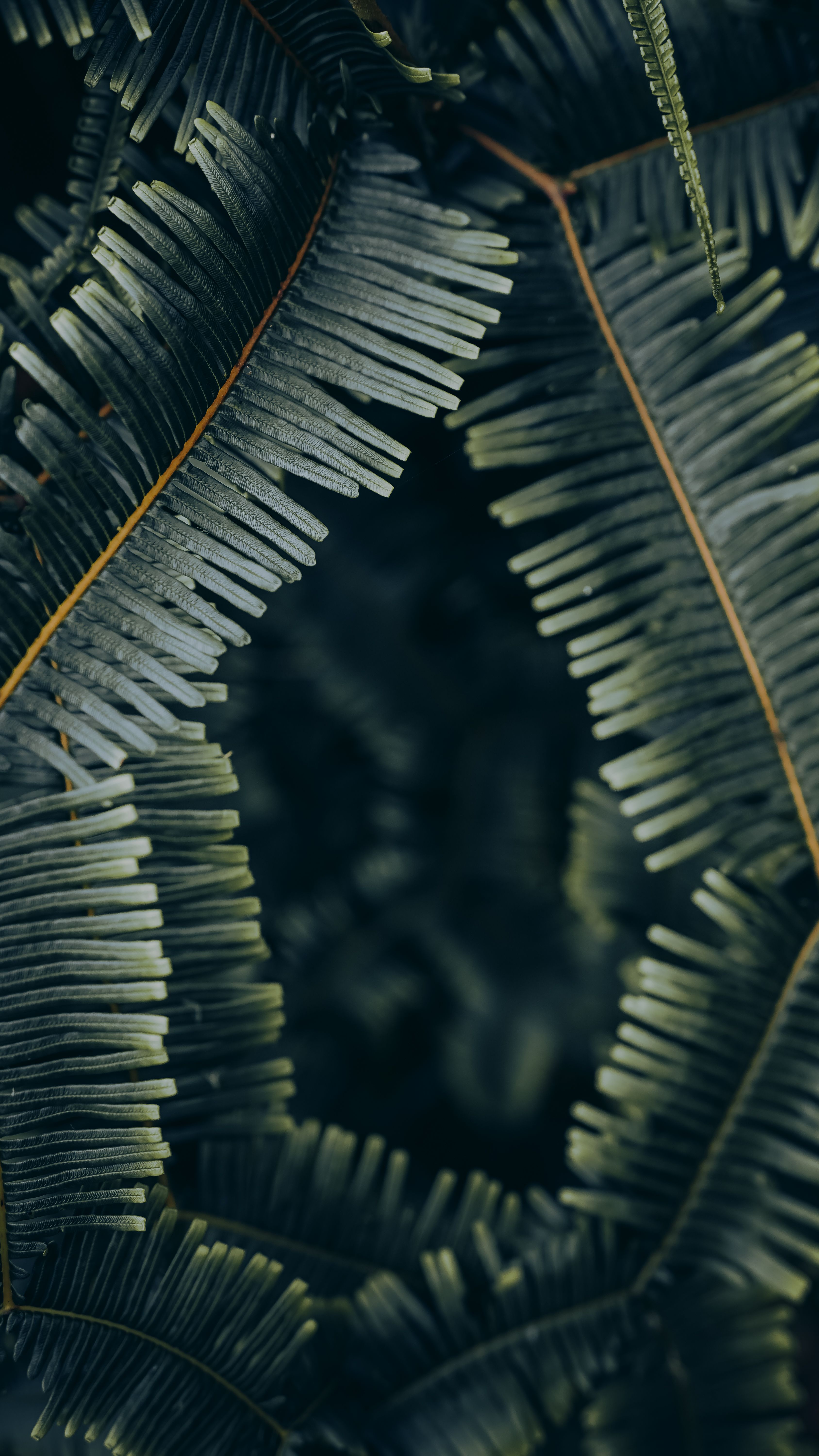 Intricate close-up of green fern leaves creating a natural pattern.
