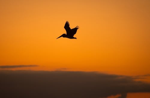 Foto stok gratis bayangan hitam, burung pelican, Fajar