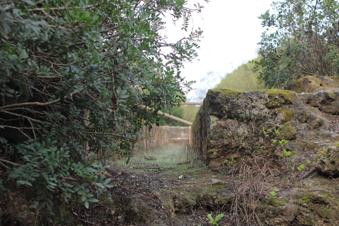 dehesa del litoral de la Algaida