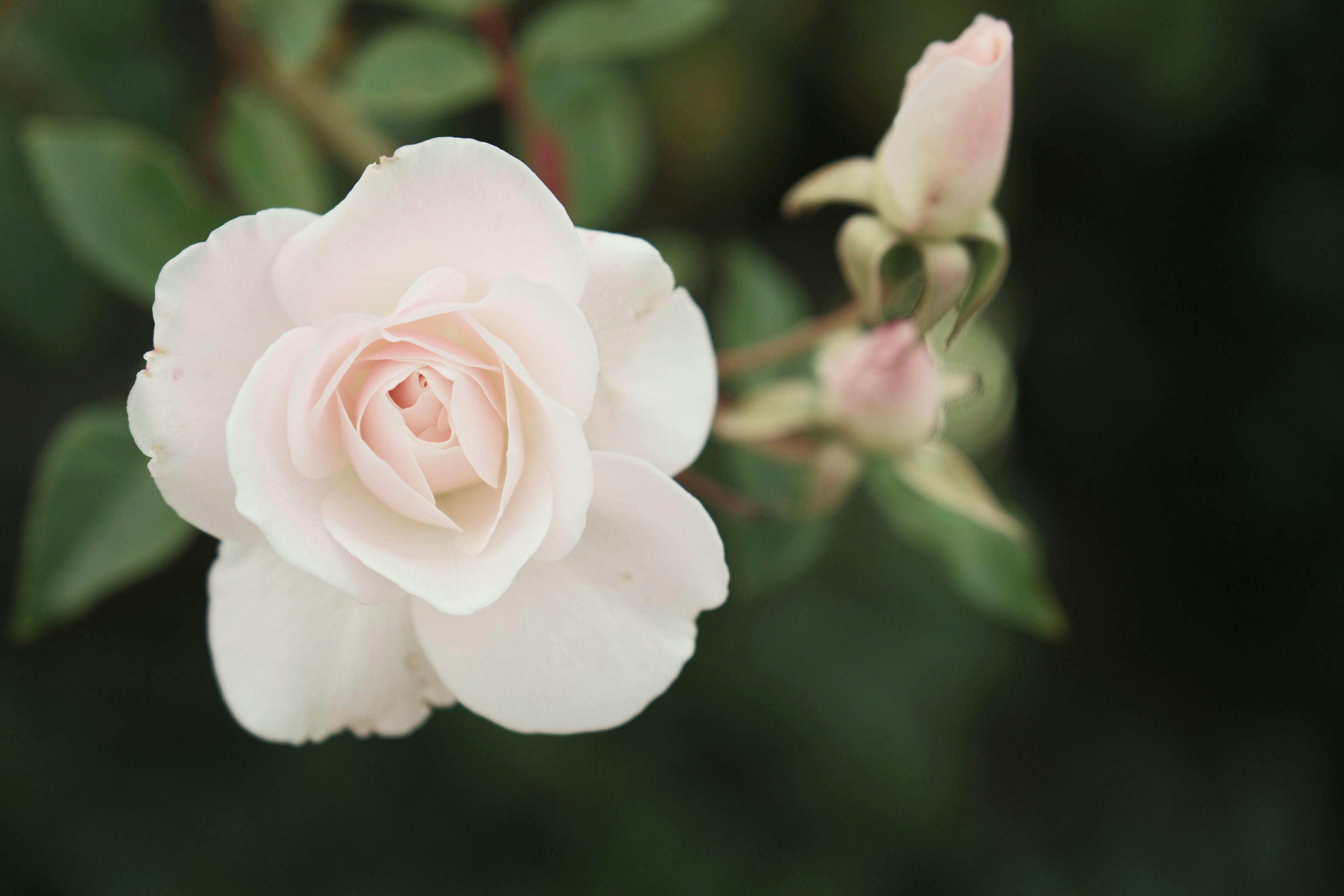 Fleur De Lis Photos Download The BEST Free Fleur De Lis Stock Photos   Pexels Photo 15137062 