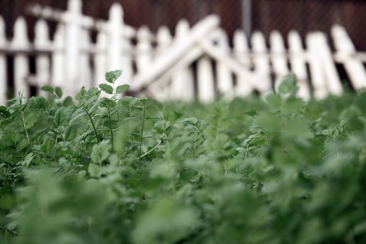 Lush Foliage In Garden