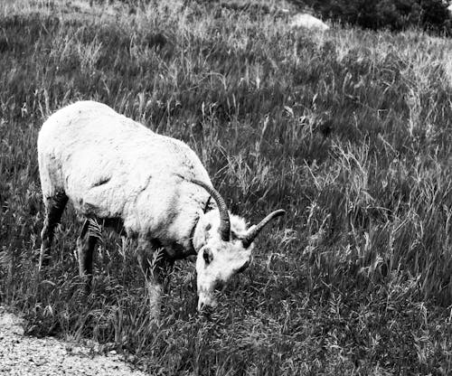 Goat in Pasture