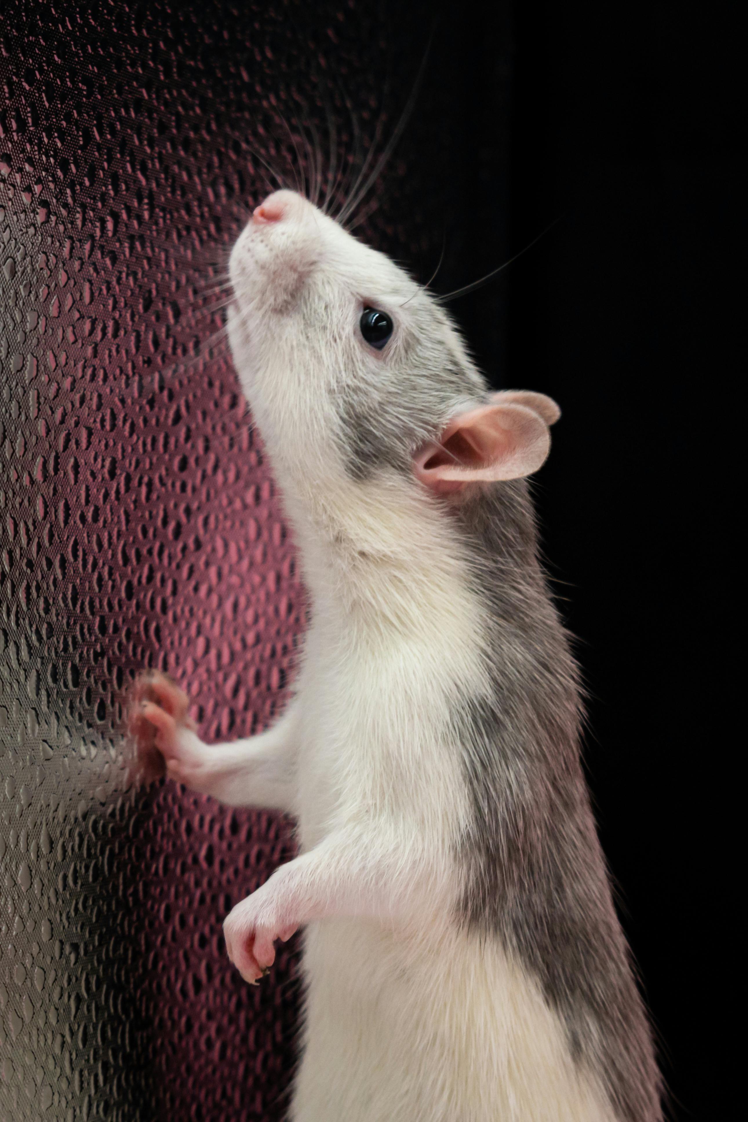 Funny Mouse Photos, Download The BEST Free Funny Mouse Stock Photos & HD Images Funny Mouse Photos, Download The BEST Free Funny Mouse Stock Photos & HD Images