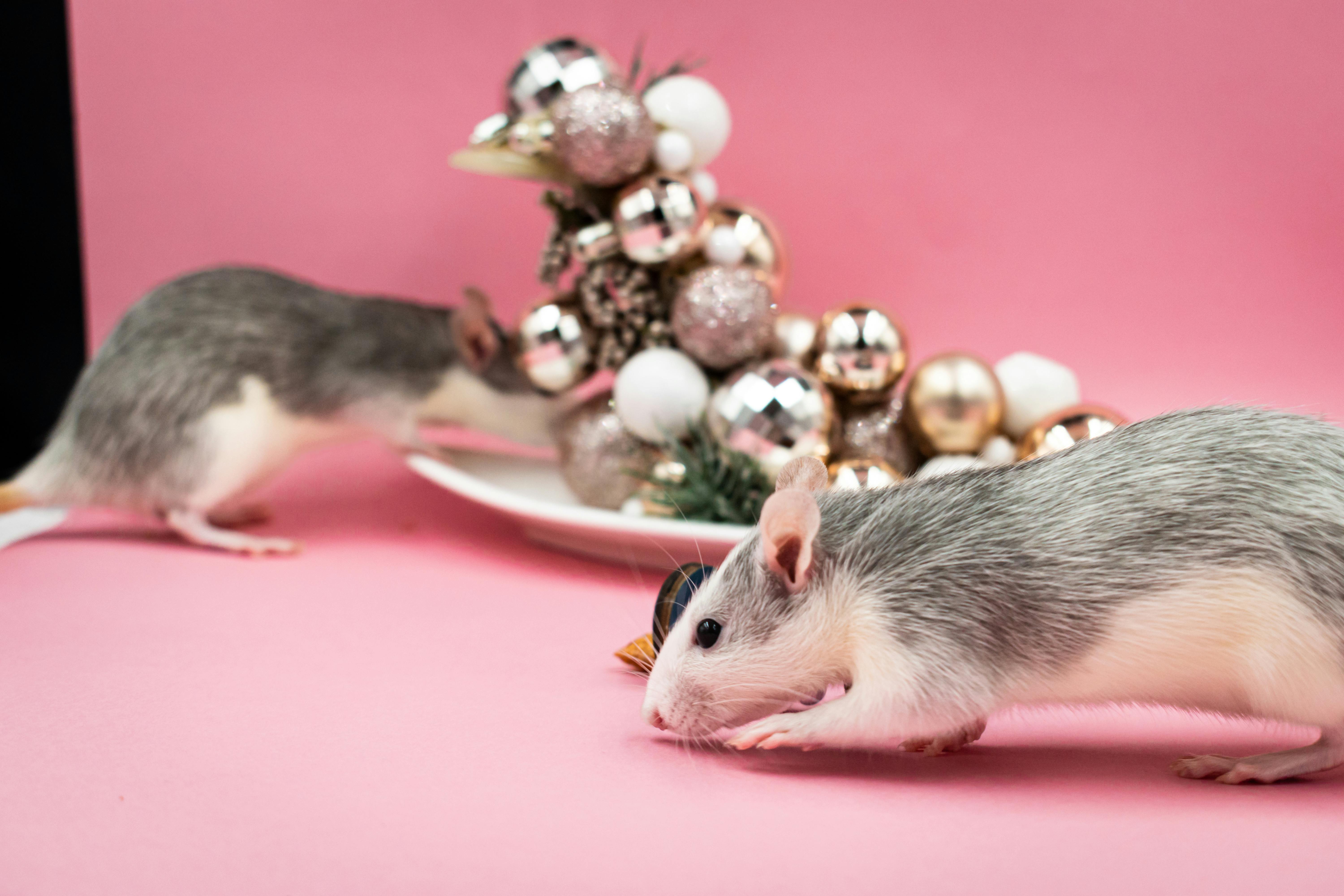 100+ Ratten Bilder und Fotos · Kostenlos Downloaden · Pexels Stock-Fotos