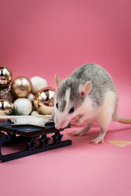 Rat with Christmas Decoration