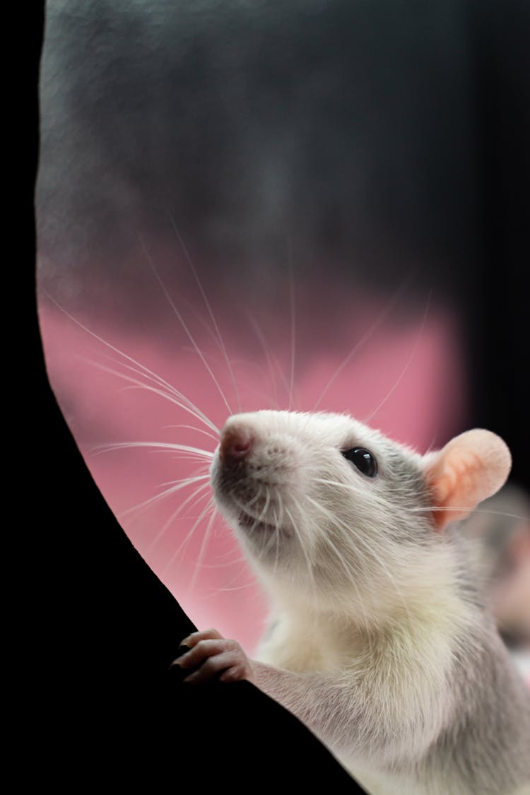 A Close-Up Shot Of A Mouse