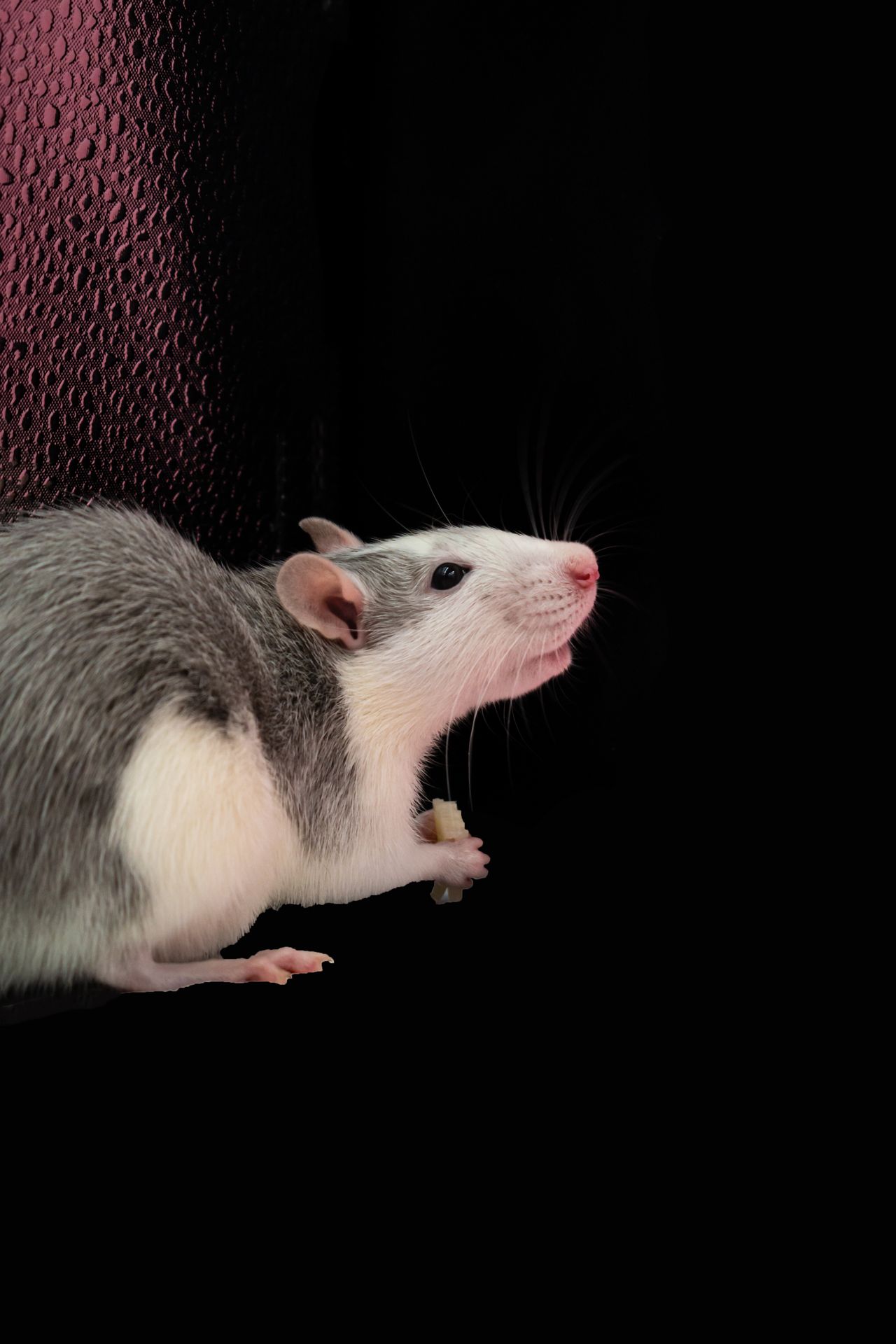 Cost of Rodent Control in Lubbock TX: Pricing for Rat and Mice Removal Explained โ Lubbock, TX