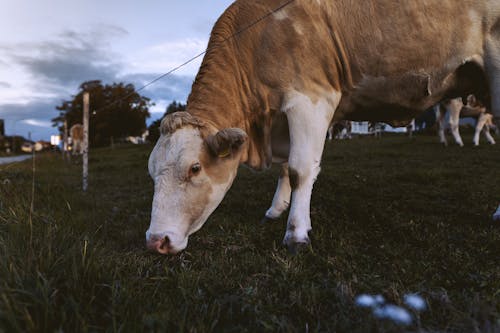 Free Cow Eating Grass in a Pasture by the Road Stock Photo