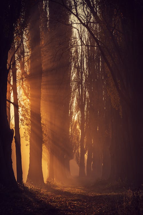 Бесплатное стоковое фото с вертикальный выстрел, восход, высокие деревья