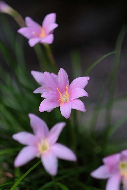 Fotos de stock gratuitas de flor, hermosa flor, jardín de flores