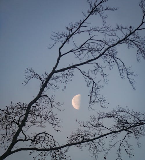 A Half Moon in the Sky 