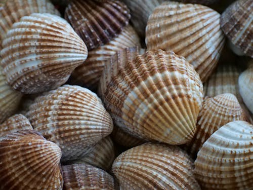 Foto profissional grátis de conchas do mar, estrutura, molusco