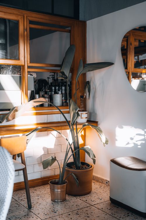 Free A peaceful cafe corner with a sunlit indoor plant, creating a warm and inviting atmosphere. Stock Photo