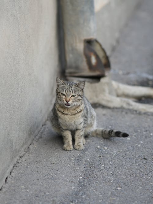 A Stray Cat