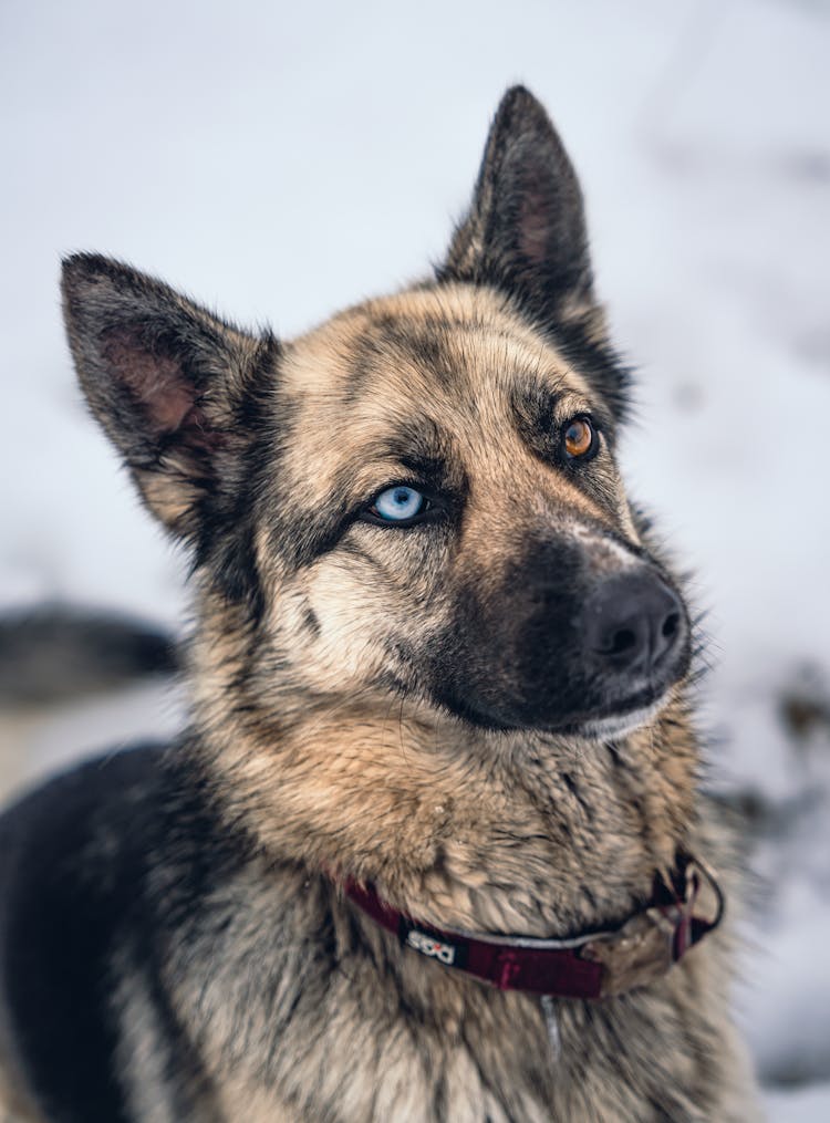 Close Up Of Dog Head