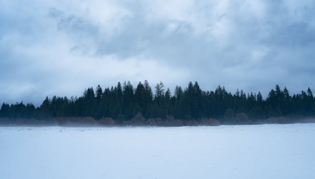 Snow-covered field with dense forest under a cloudy winter sky.