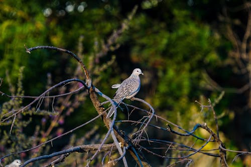 Fotobanka s bezplatnými fotkami na tému divočina, holub, hřadování
