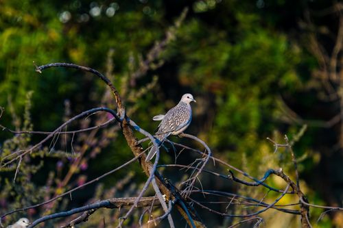 Free A spotted dove perched on a tree branch in a dense forest setting, showcasing natural beauty. Stock Photo