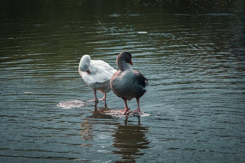 Geese in River