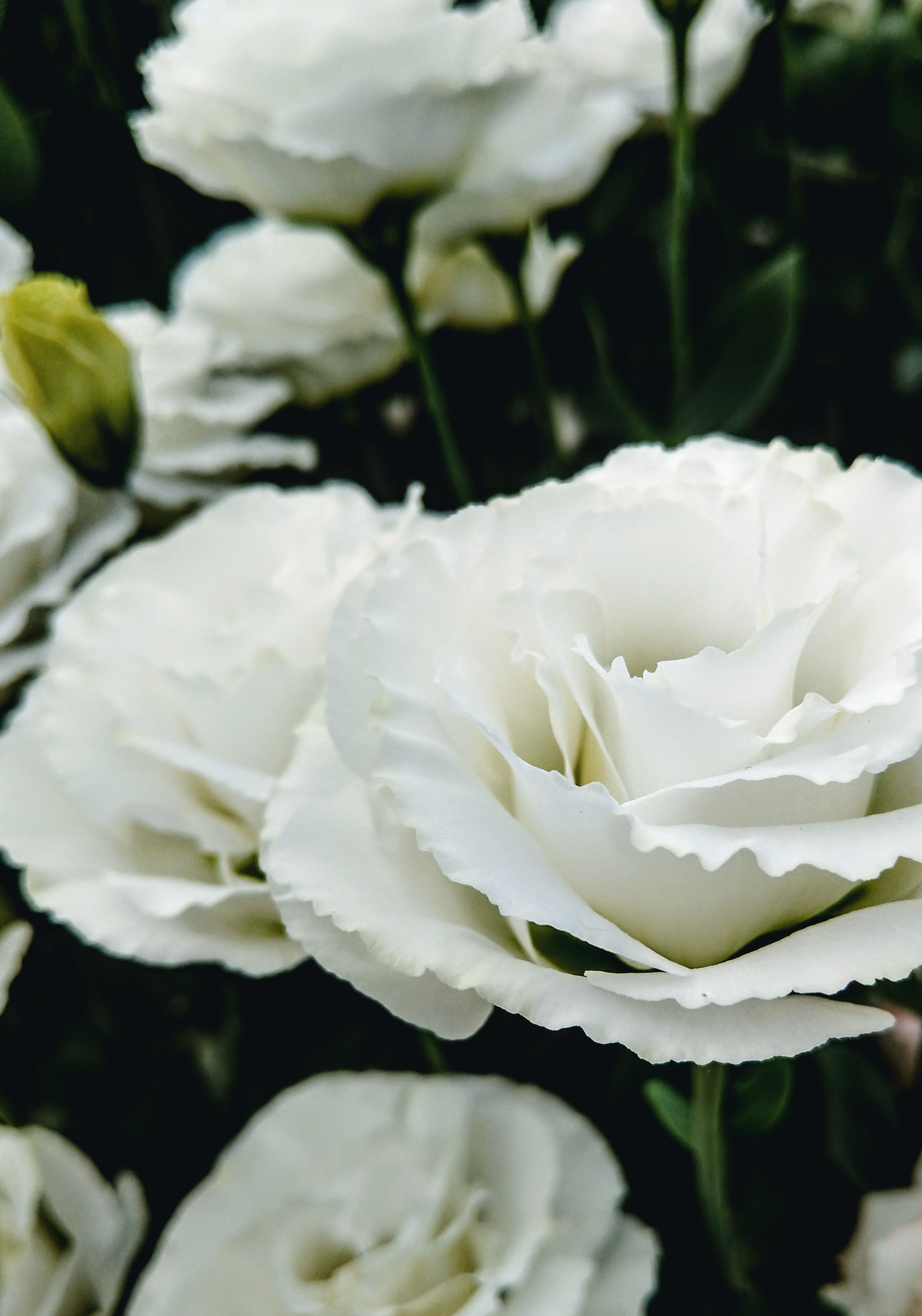 De franc Roses Blanques A Prop Foto d'estoc