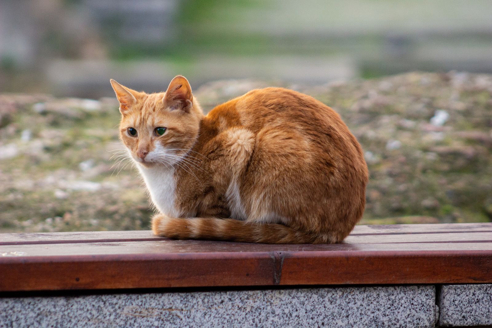 Man Near Orange Tabby Cat · Free Stock Photo