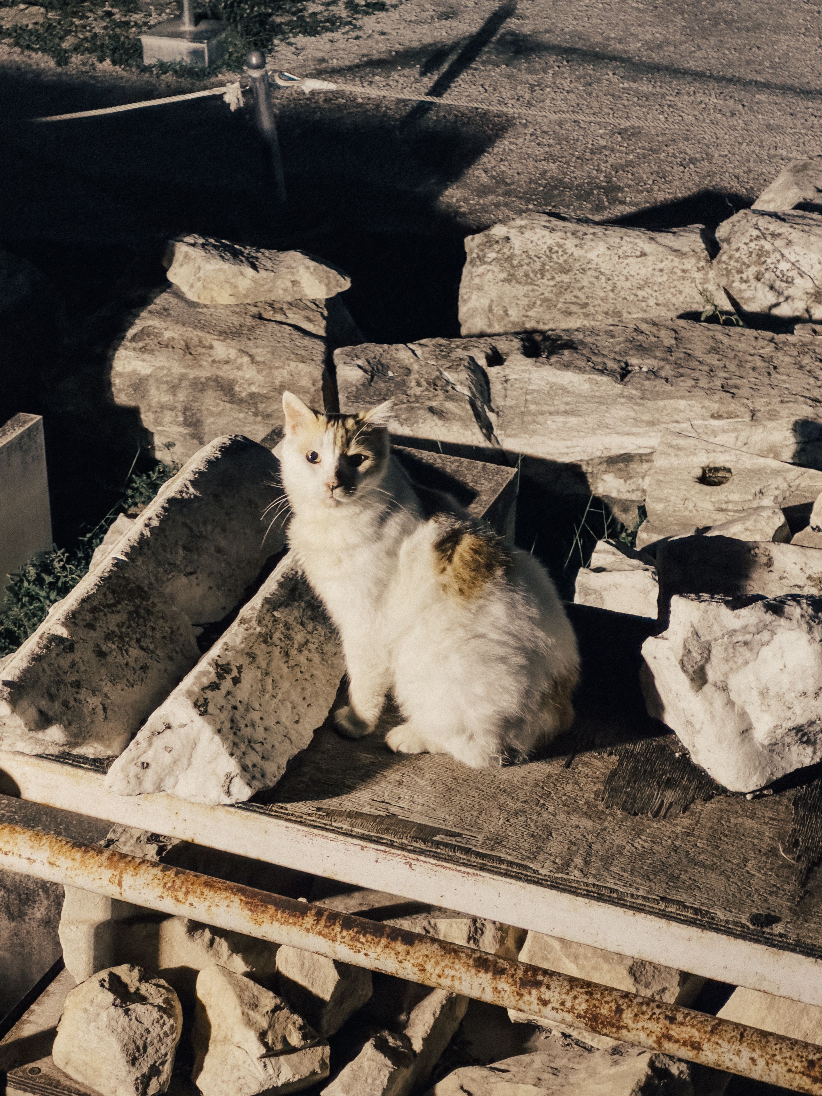 A white and orange cat sits atop rocky terrain under daylight, creating a serene outdoor scene.