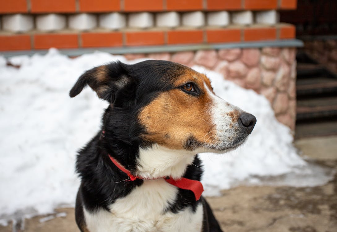 Free Close-Up shot of a Dog  Stock Photo