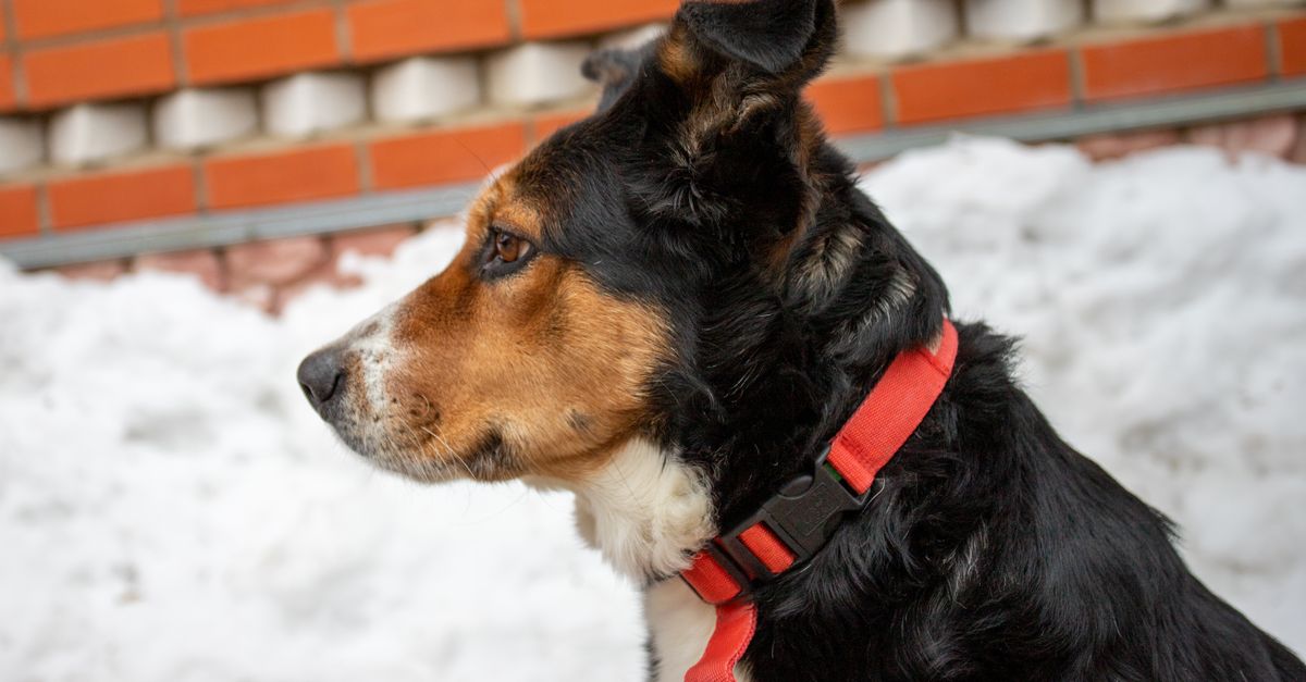 Your Rescue Dog’s First Winter: 9 Comfort Hacks for Warm, Stress‑Free Nights