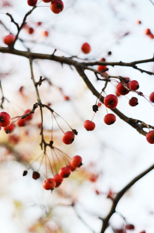 Free Vibrant red berries on a tree branch in a natural setting, evoking a sense of fresh nature. Stock Photo